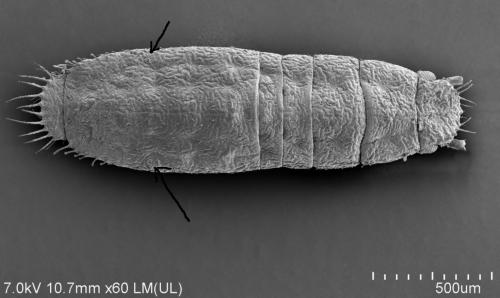Réf. 251 064 : Atheroides serrulatus